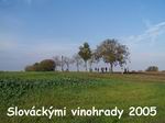 Slováckými vinohrady