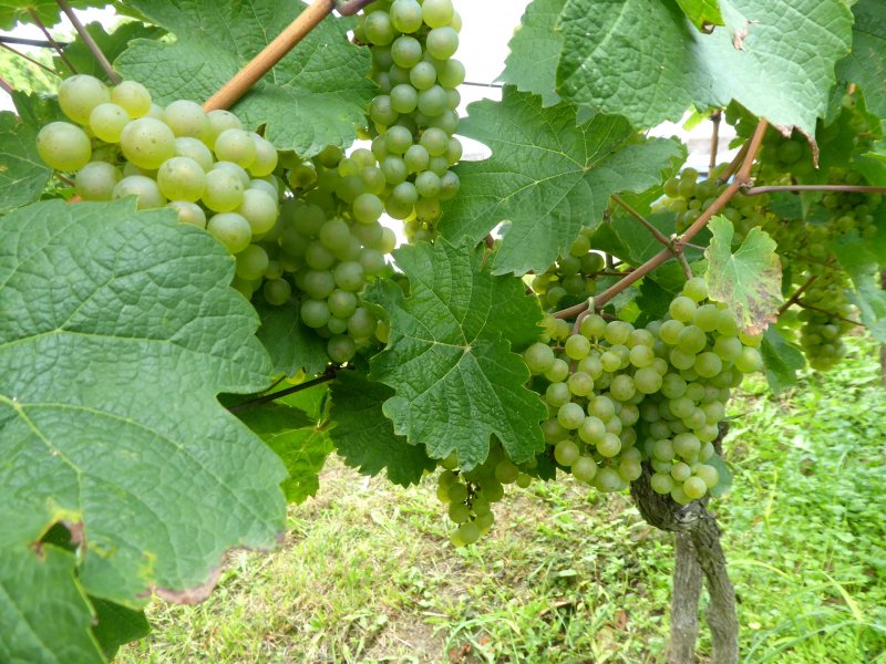 fotografie z akce Burčákové putování s Přemkem