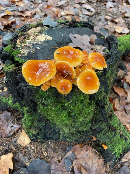 fotografie z akce NsHelčou - Mukařov a okolí