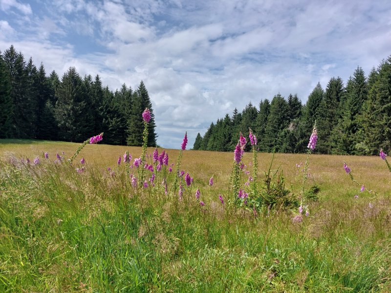 fotografie z akce Týden v Českém lese - I.