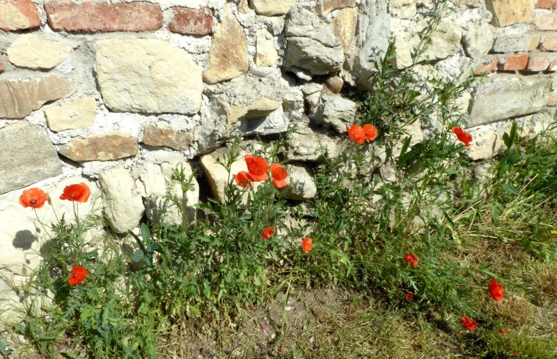 fotografie z akce Mlčechvosty-Říp-Krabčice