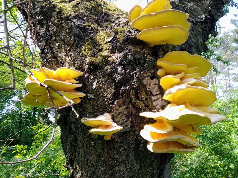 fotografie z akce Mlčechvosty-Říp-Krabčice