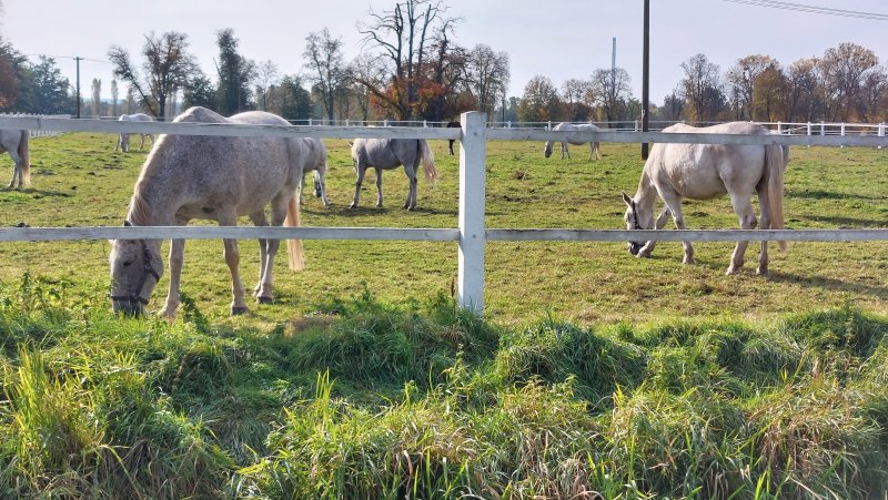 fotografie z akce NsI - Hřebčín Kladruby n/Labem