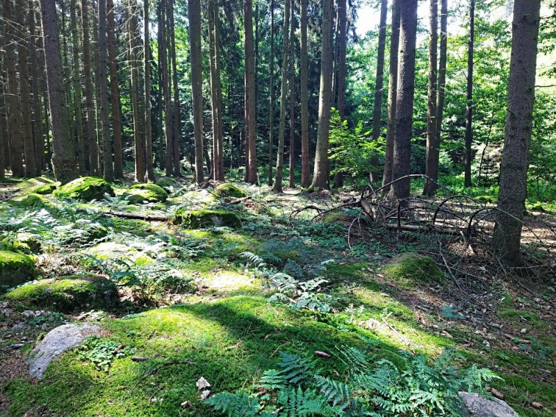 fotografie z akce NsI - Škvorec - Mukařov-10 km