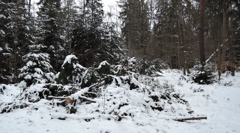 fotografie z akce NsL Konojedy Louňovice Mukařov