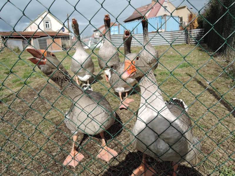 fotografie z akce NsL Stará Huť Čapkovo muzeum