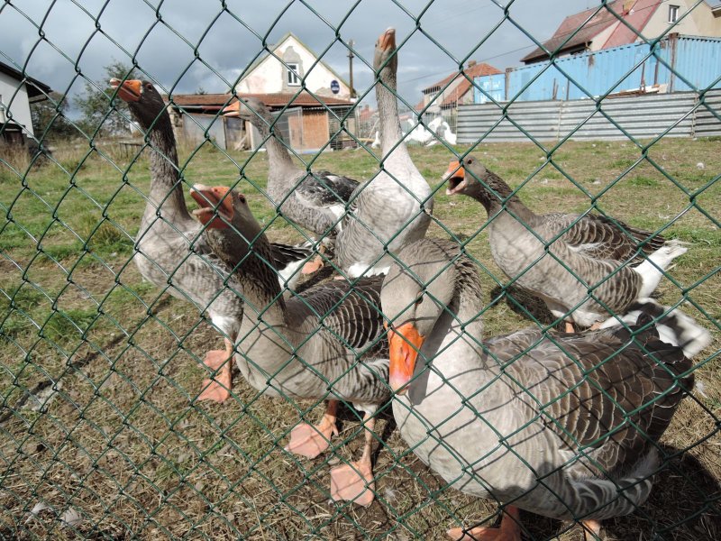 fotografie z akce NsL Stará Huť Čapkovo muzeum