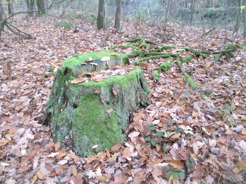 fotografie z akce NsL - Zásmuky - Kouřim 15 km