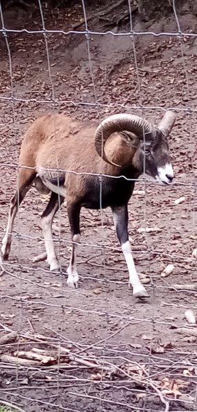 fotografie z akce SsIrenou - K zámku Konopiště