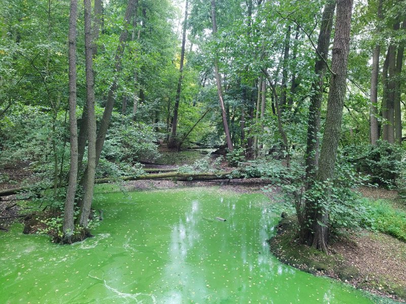 fotografie z akce SsIrenou - K zámku Konopiště