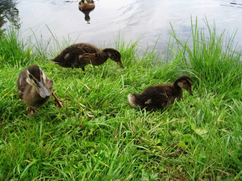 fotografie z akce Tři studně 2010